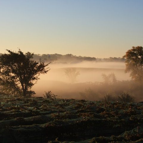 Foggy morning Crow River Vineyards
