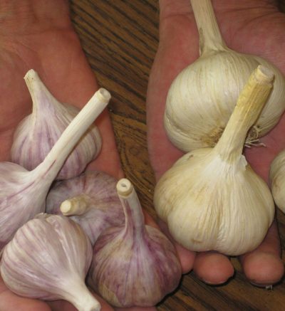 Hands full of garlic