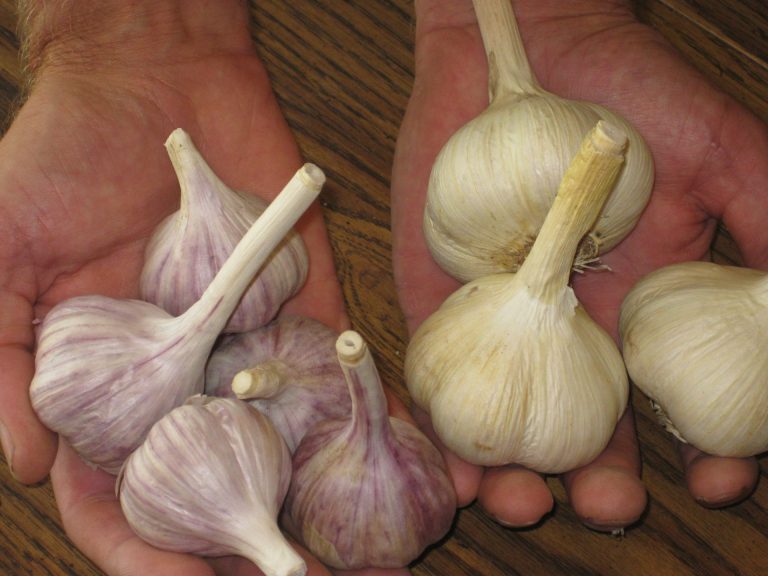 Hands full of garlic