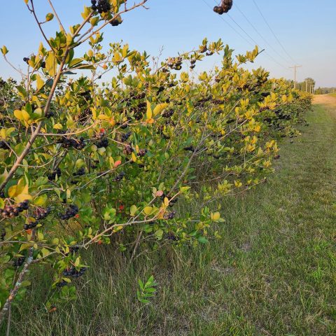 Row of chockberries