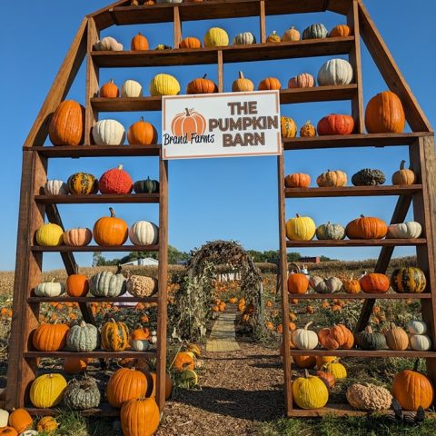 Wood shelf shaped like a barn with an array of pumpkins on it of all different sizes and colors.