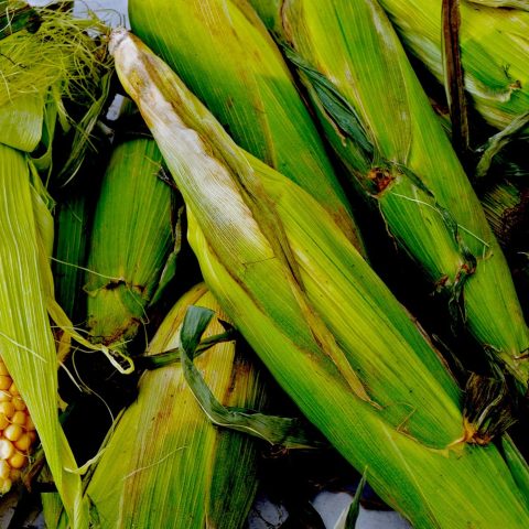 A close up picture of ears of corn.