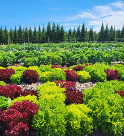 Rows of fresh green and purple edible plants growing in a field outside.