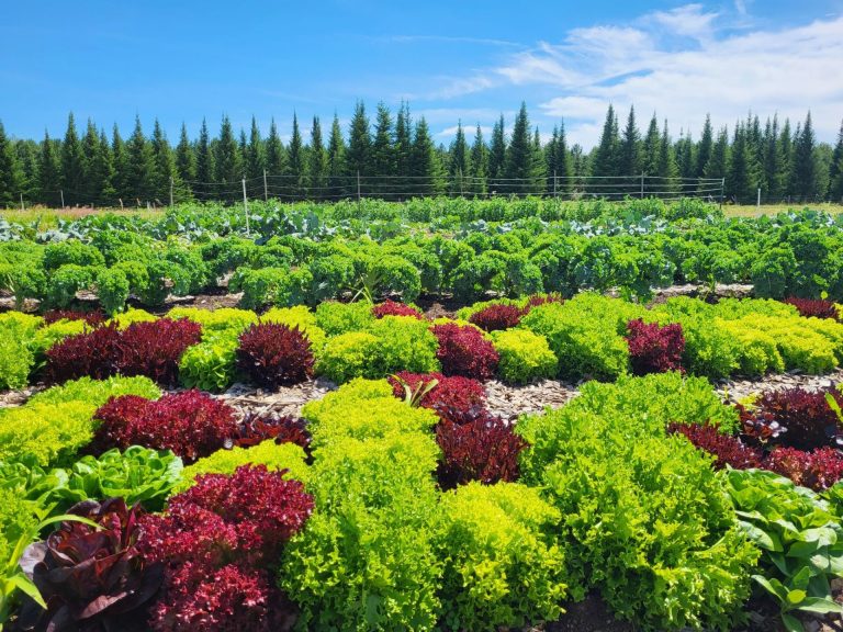 Rows of fresh green and purple edible plants growing in a field outside.