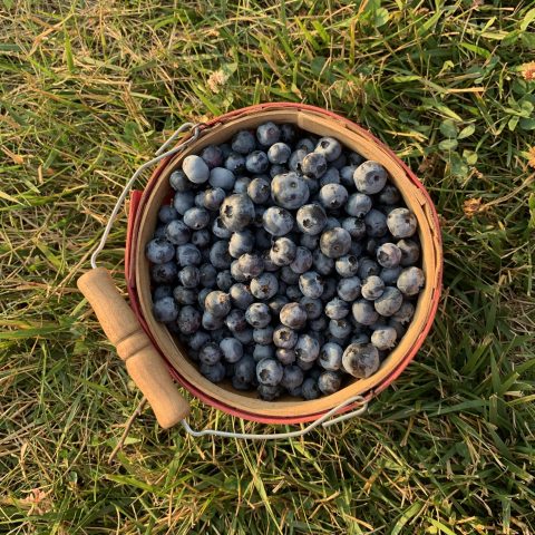 Wood basket filled with blueberries in the grass.