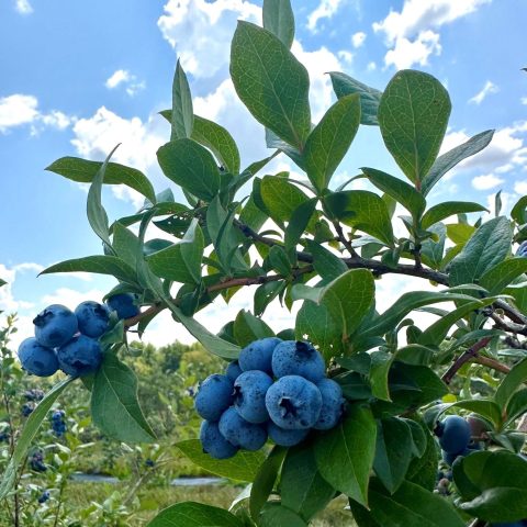 Blueberry bush with ripe blueberries.