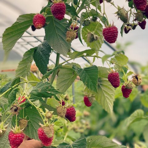 Raspberries growing on a raspberry bush.