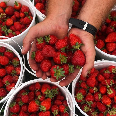 Hands holding a handful of strawberries in the foreground with buckets filled with strawberries in the background.