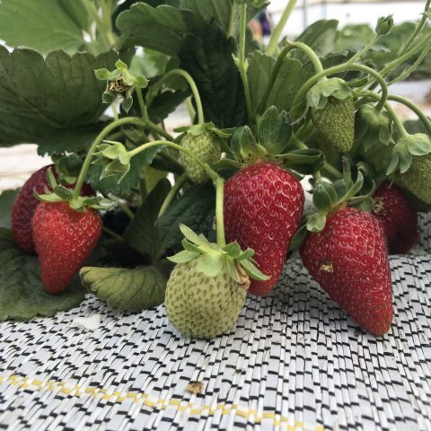 Strawberry plant with 4 red, ripe strawberries.