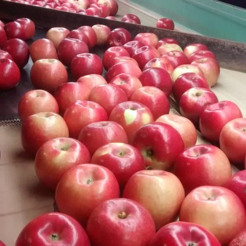 A table full of red apples.