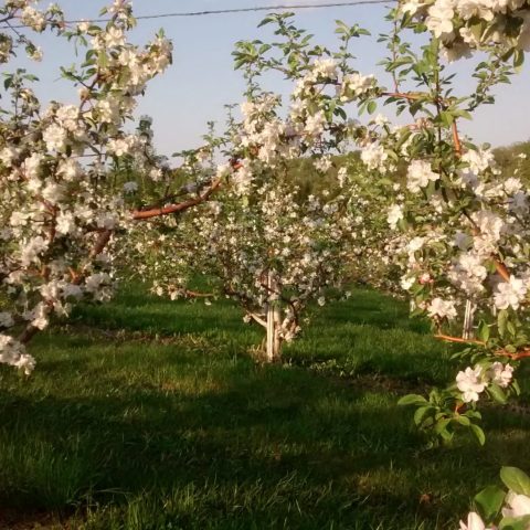 A field of flowering apple trees with white flowers.