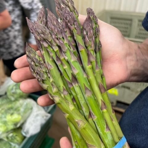 Picture of hands holding a bunch of fresh, green asparagus.