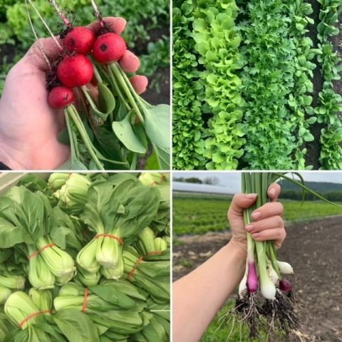 Collage of four pictures of fresh produce, featuring green onions, bok choy, leafy greens, and turnips or radishes.