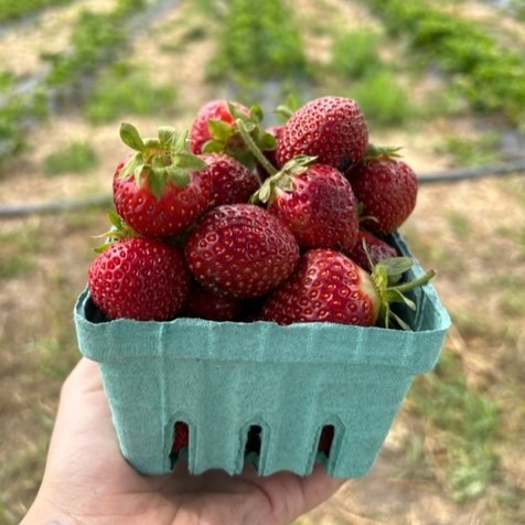 Picture of a hand holding a blue plastic container filled with freshly picked strawberries.