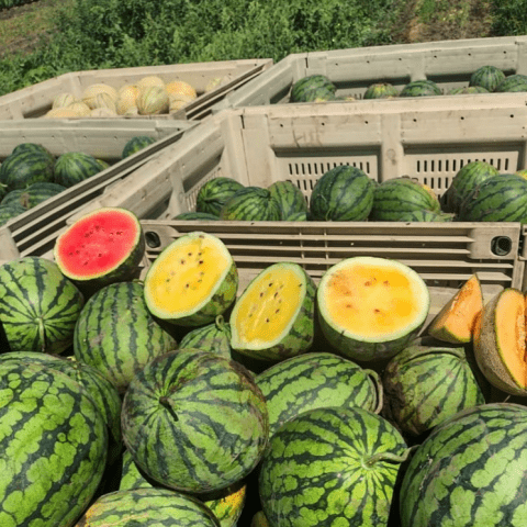 Picture of large crates filled with watermelons and cantaloupes. There are 4 watermelons sliced open. One melon is pink inside and the others are yellow inside.