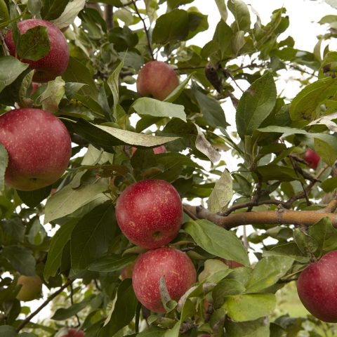 Red apples growing in a tree.