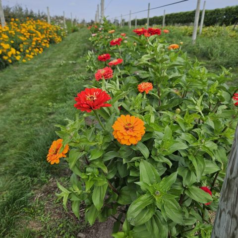 A row of orange and red flowers growing in a garden.