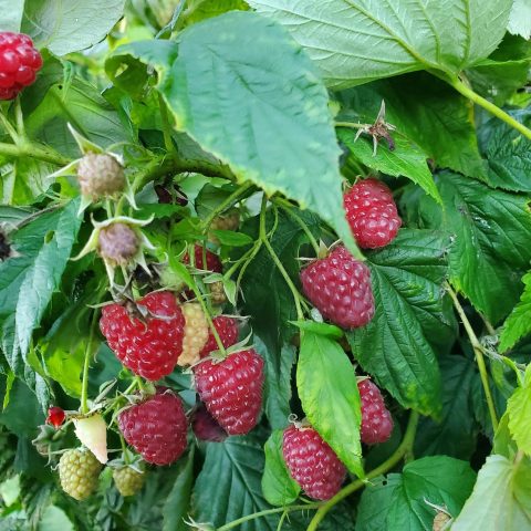 A cluster of red raspberries growing in a large plant.