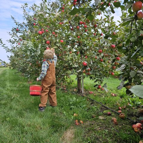 Picture of a young boy reaching up to pick an apple in a tree.