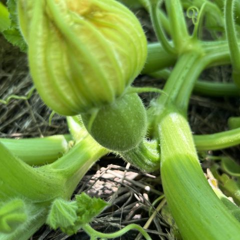 A closeup picture of a young, budding plant. It appears it may be a squash plant.