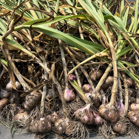 A large pile of freshly-harvested garlic with the green tops, roots, and dirt still on them.