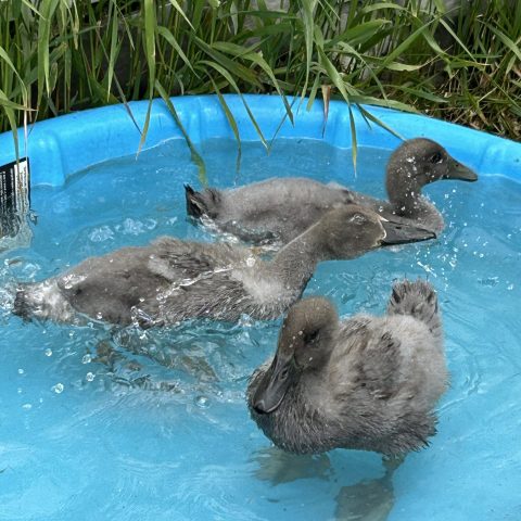 A picture of three grey ducks in a small, blue pool of water in the grass.