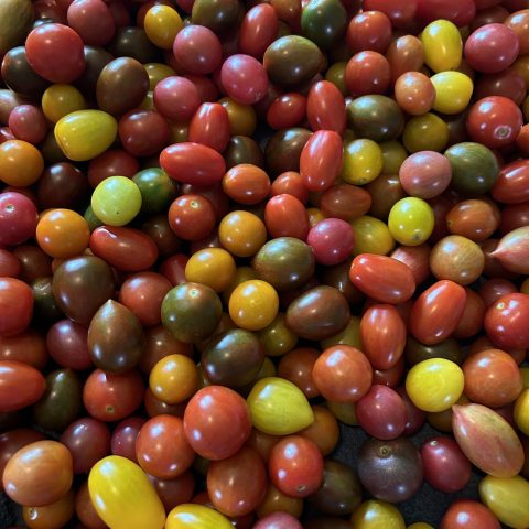 A picture of lots of cherry tomatoes of all colors: red, green, yellow, orange, and more.