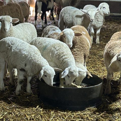 A picture of a herd of sheep in a barn with hay on the ground. Three of the sheep are eating from a black bowl.