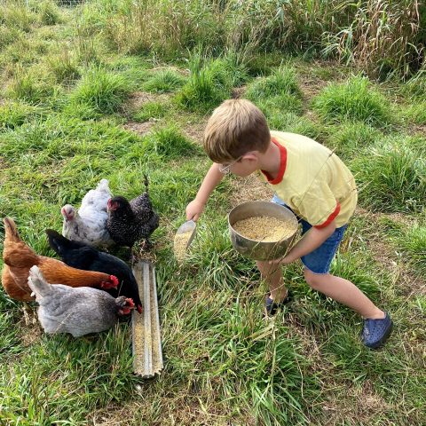 A young boy feeds a small flock of chickens grains in the green grass.