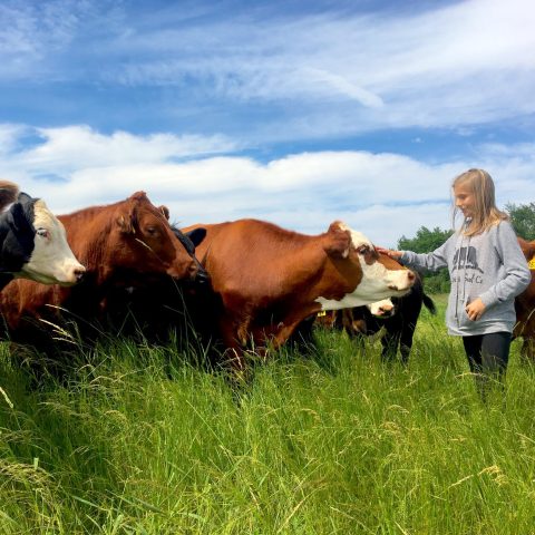 A young girl pets the nose of a white and red cow in a green field with a blue sky.