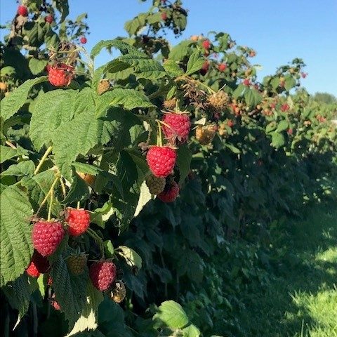 Raspberries growing on a bush with blue sky and green leaves.