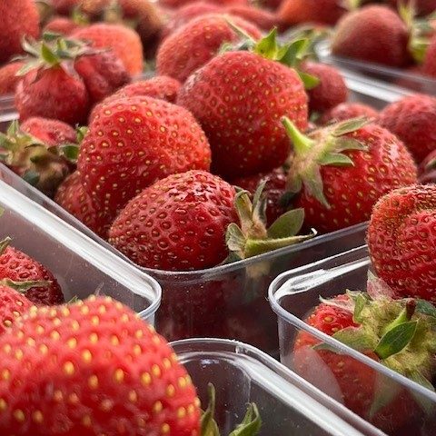 A close up of quarts of fresh strawberries.