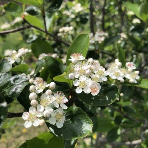 Picture of small, white aronia flowers blooming on the bush.