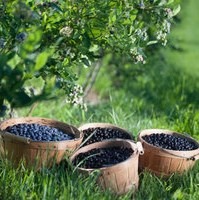 Picture of four, wood baskets full of blueberries sitting in long grass beneath the shade of a green tree.