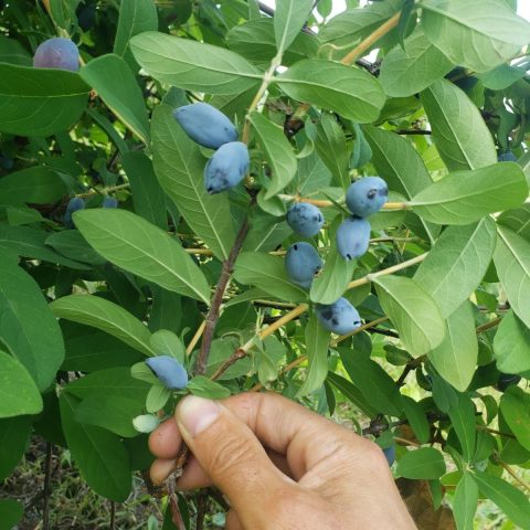 Picture of a hand holding a branch with honeyberries growing on it.