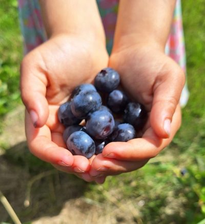 Picture of two cupped hands holding a handful of large, fresh blueberries.