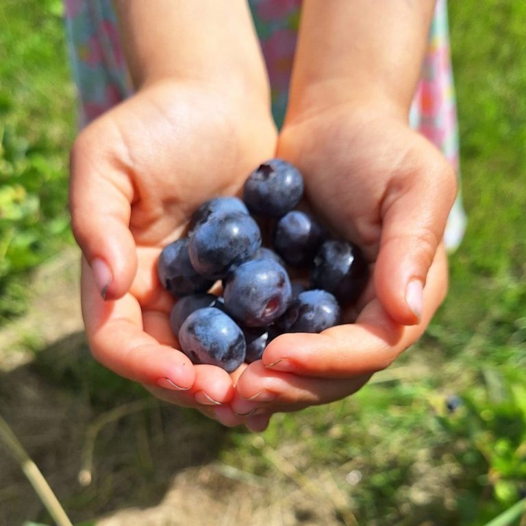 Picture of two cupped hands holding a handful of large, fresh blueberries.