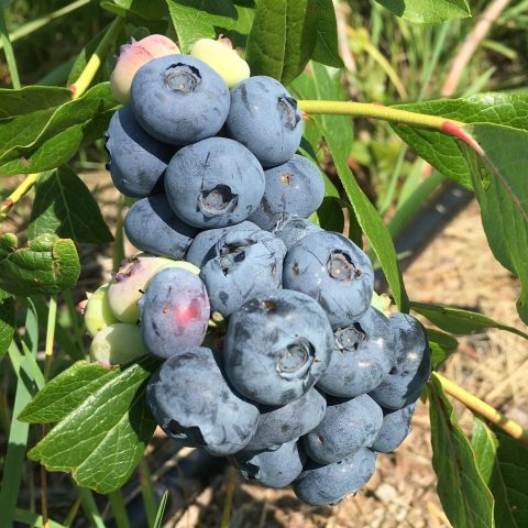 Picture of a cluster of large blueberries growing on a blueberry bush.