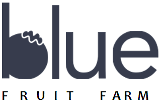 Their logo says "Blue Fruit Farm" in black text. The "b" in the word "blue" is made up of a simple outline of a blueberry. The word "blue" is significantly larger than the words "fruit farm" that are beneath it.