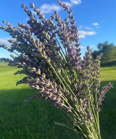 Picture of a bundle of lavender with a blue sky and field in the background.