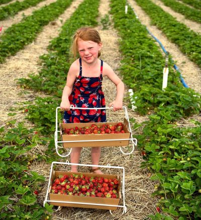 Picture of a young child with red hair and in a black and red floral dress standing in a field of rows of strawberry plants. She is holding a basket full of freshly picked strawberries with another full basket below her on the ground.