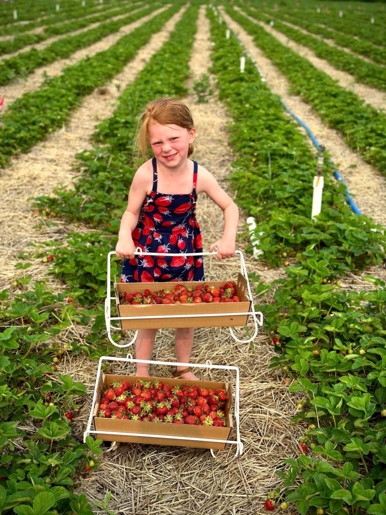 Picture of a young child with red hair and in a black and red floral dress standing in a field of rows of strawberry plants. She is holding a basket full of freshly picked strawberries with another full basket below her on the ground.