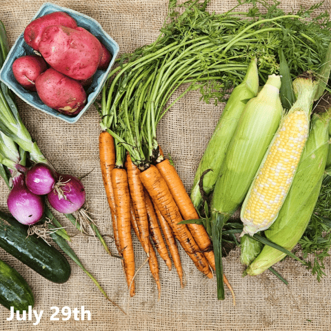 Picture of fresh produce apart of their CSA share lying on a light brown cloth. There are two green cucumbers, a bunch of red onions, a bunch of orange carrots, a small blue bin of red potatoes, corn on the cob in their husks, and three yellow squash.