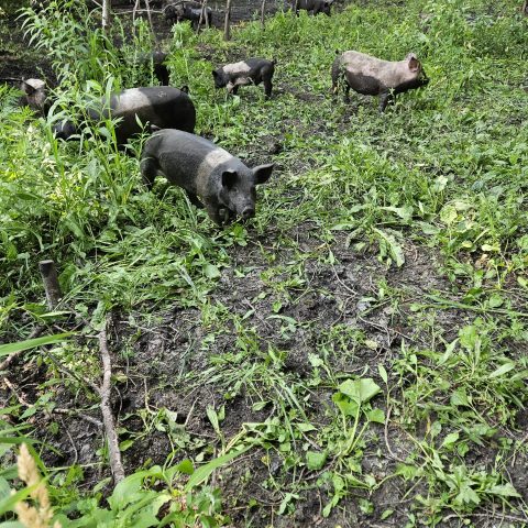 A herd of black and white pigs in a field of green grass.