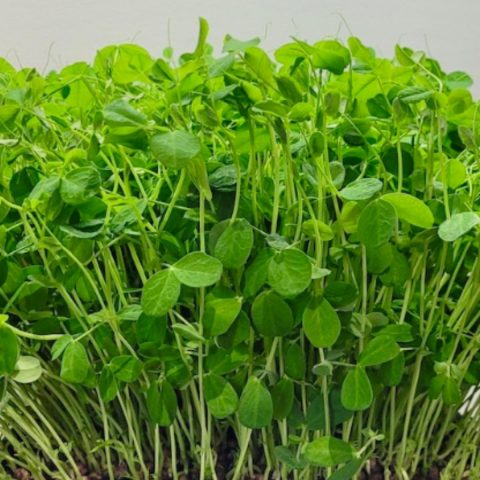 microgreens