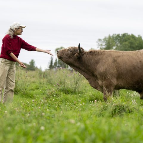 a woman holds her hand out to a steer