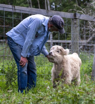 man bends down to feed a baby calf