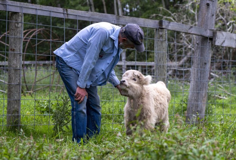man bends down to feed a baby calf