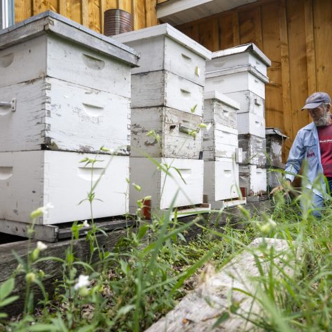 a mand and white bee boxes