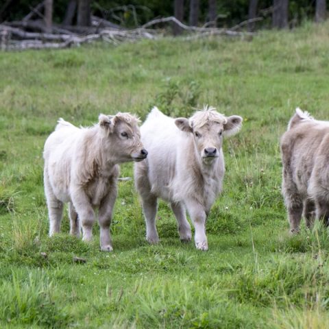three baby calves in a field